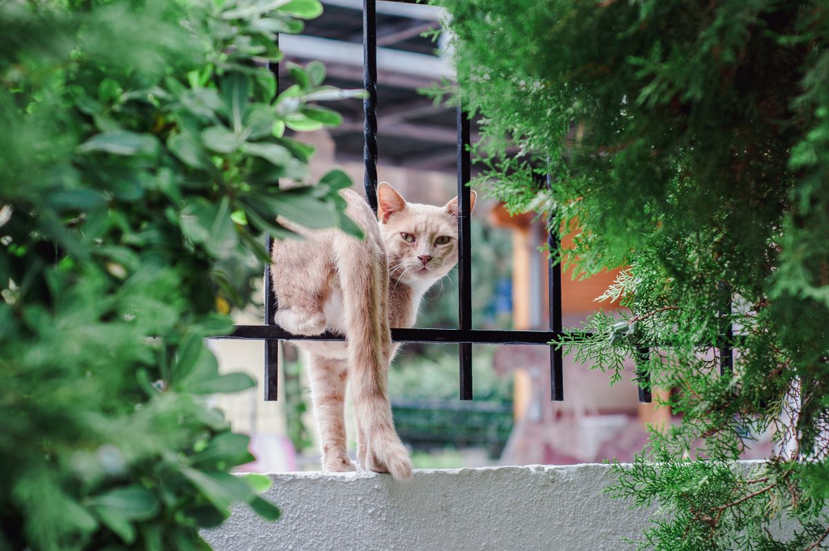 【獣医師監修】猫が脱走したらどうする？リスクや対処法、脱走させないための予防法を解説