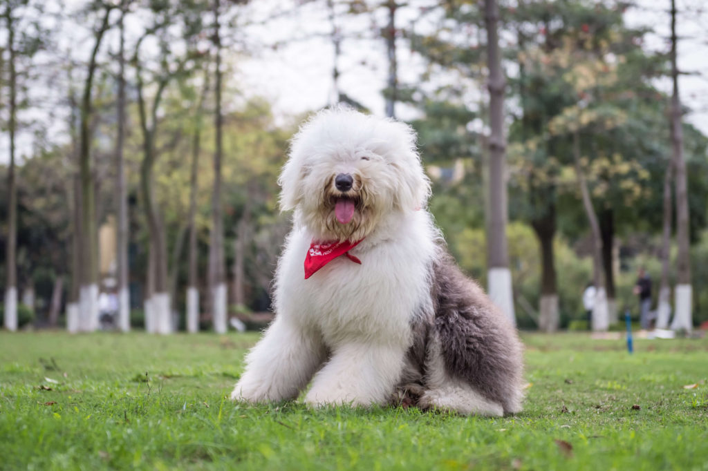  オールド・イングリッシュ・シープドッグはイギリス生まれの愛らしい牧羊犬！魅力と暮らし方解説