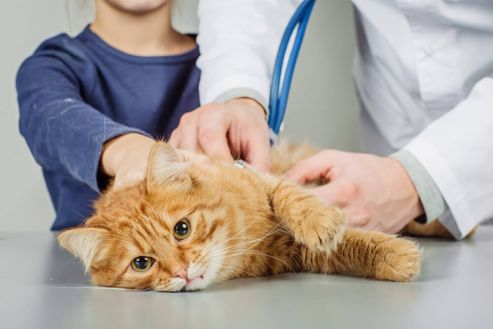 血便を起こす可能性のある猫の病気