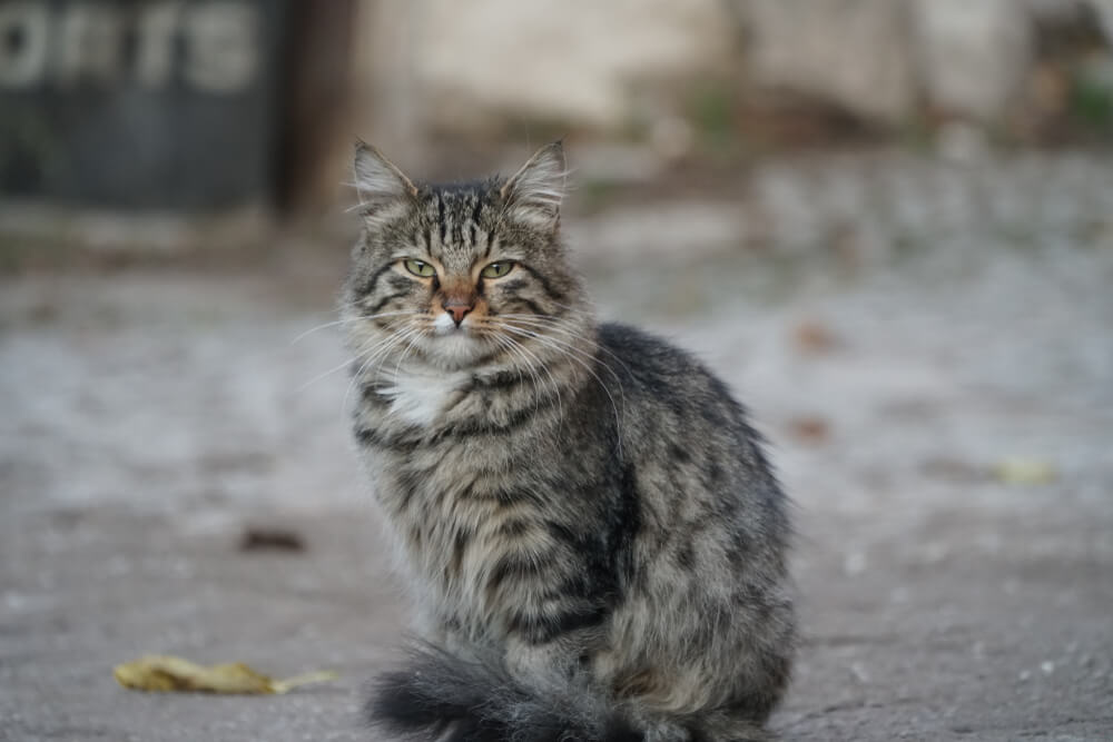 室内飼いの猫と野良猫の寿命に違いはある？