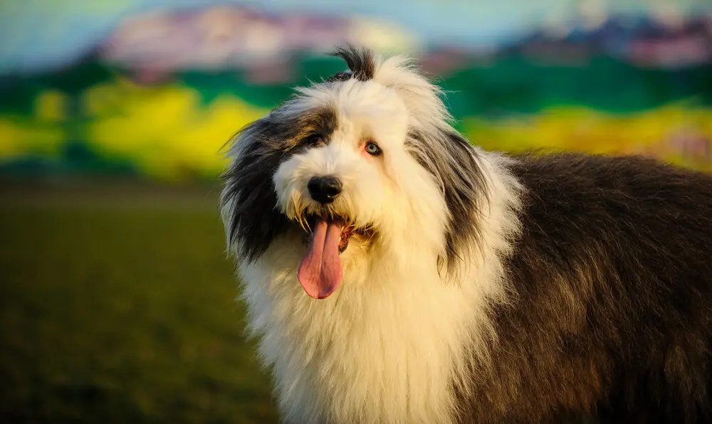オールド・イングリッシュ・シープドッグはイギリス生まれの愛らしい