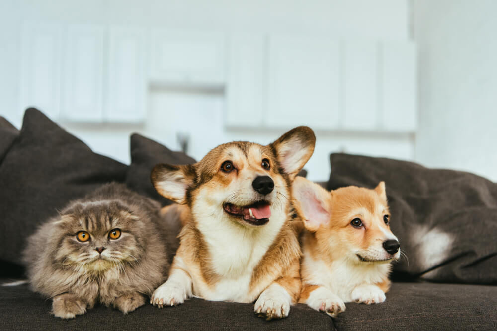 室内で飼う猫や犬にもマイクロチップは必要？