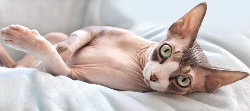 世界が驚愕した最長寿猫「クリーム・パフ」