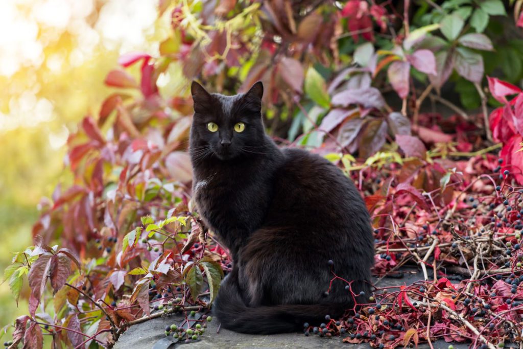 黒ヒョウのように美しい猫！ボンベイの特徴や飼い方をご紹介