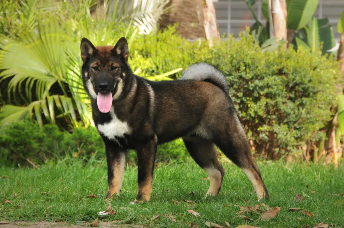 日本古来の犬、四国犬ってどんな犬？特徴や性格、飼い方をご紹介