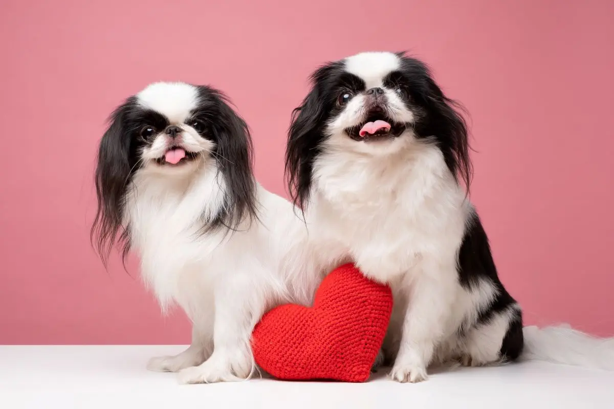 狆（チン）ってどんな犬？ 飼い方やしつけ、特徴などをご紹介 |