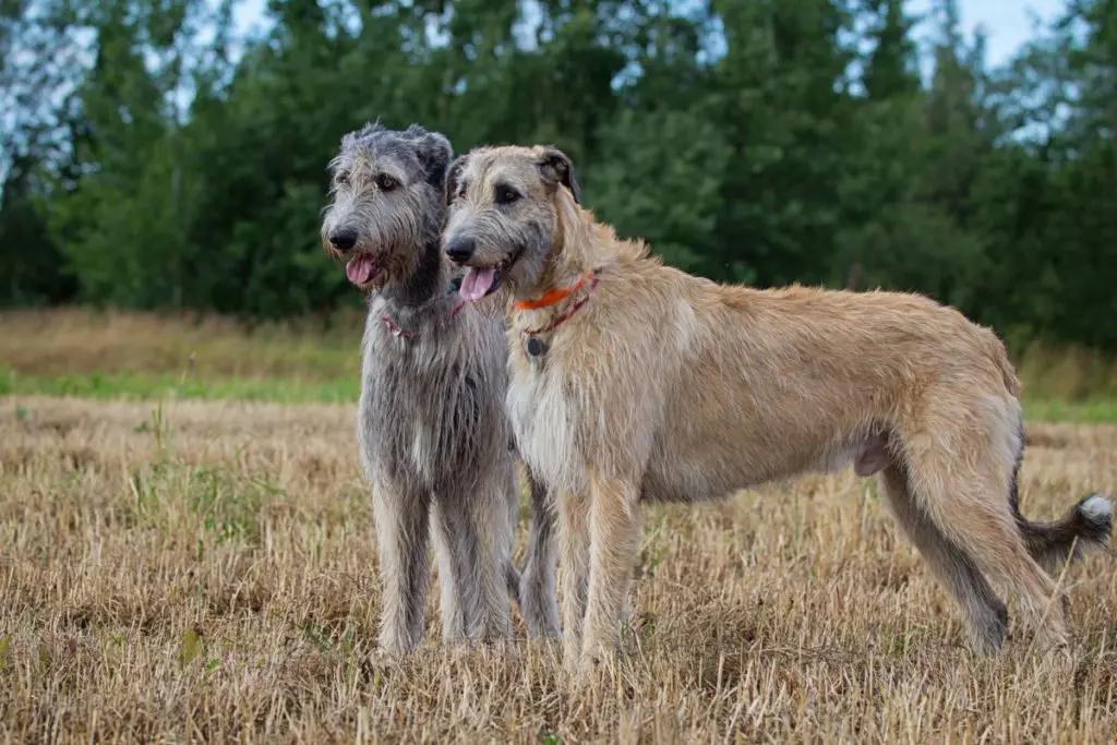アイリッシュウルフハウンド_ペットシルエット認印判子はんこ_犬グッズ_名入れ_PET-TEP_ENT_002_170        