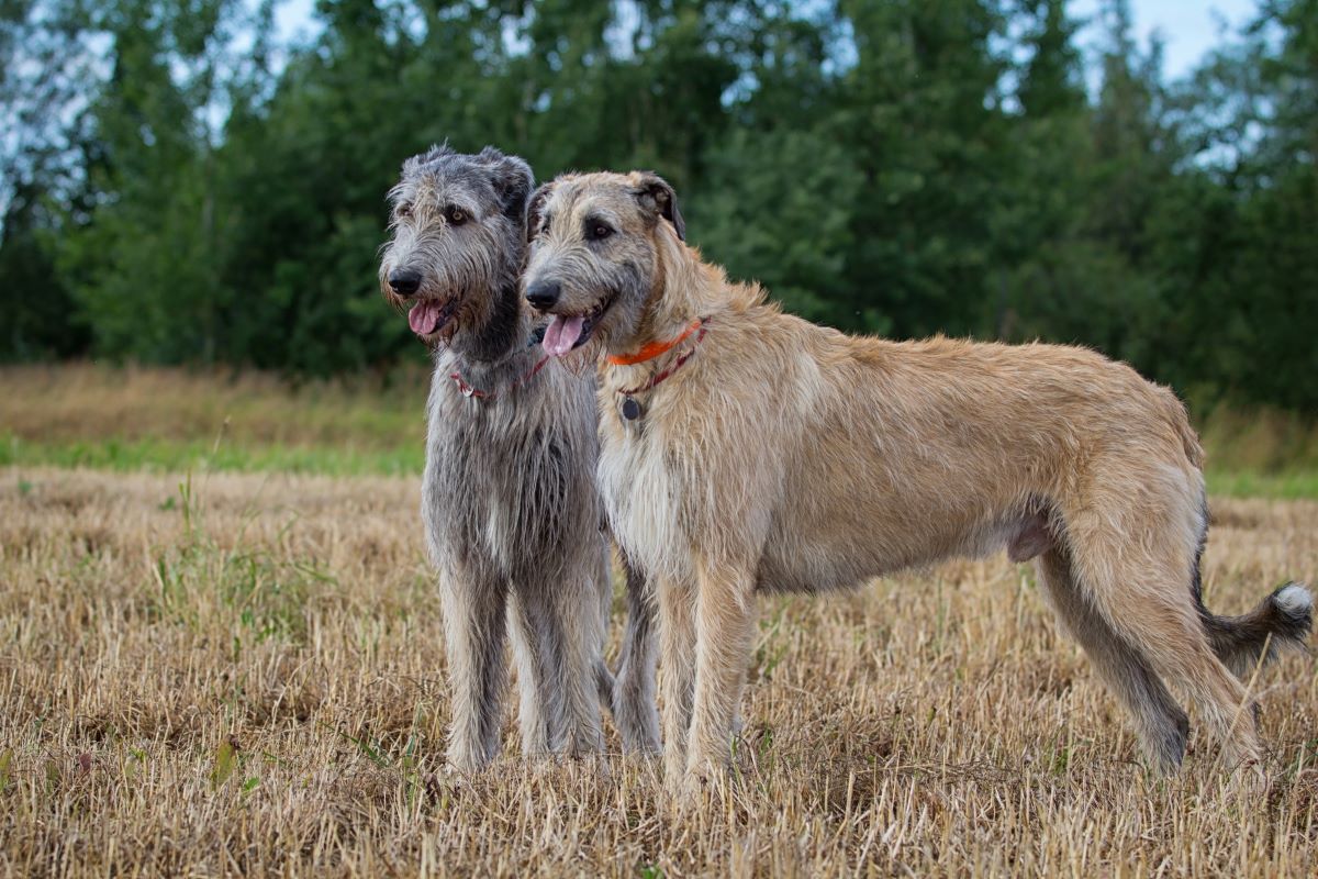 アイリッシュ・ウルフハウンドってどんな犬？心優しい超大型犬の飼い方、特徴、性格をご紹介！