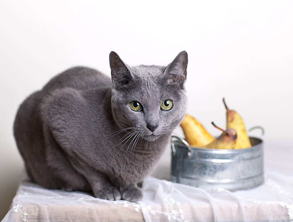 ロシアンブルーの飼い方のポイント