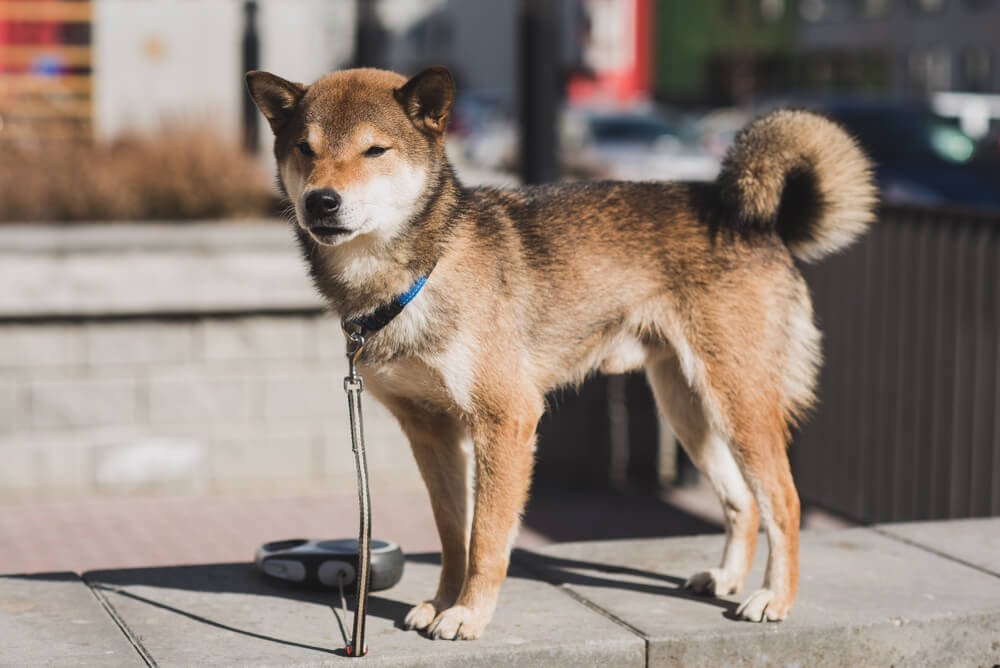 四国犬の飼い方のポイント