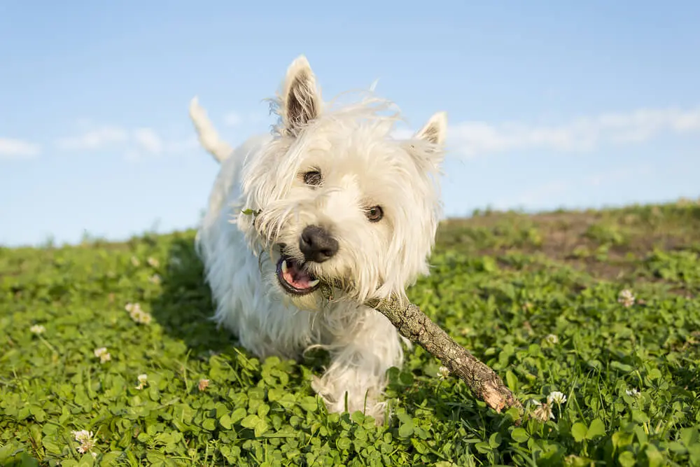 ウエスト・ハイランド・ホワイト・テリアは可愛さと頑固さをあわせもつ