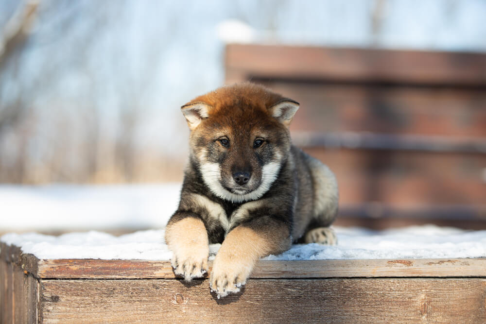 四国犬の注意しておきたい病気