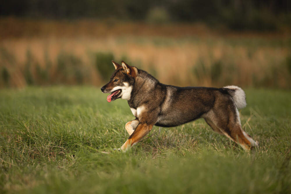 四国犬を家族に迎える方法と費用