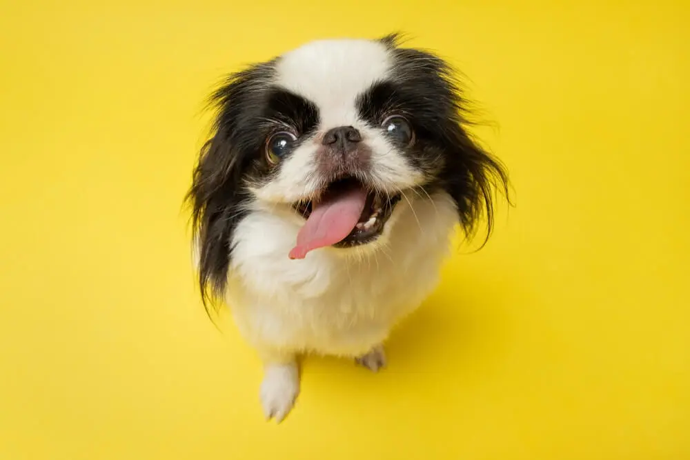 狆（チン）ってどんな犬？ 飼い方やしつけ、特徴などをご紹介 | ペット 