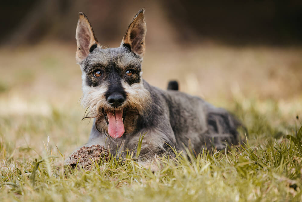 中型犬を家族に迎える方法