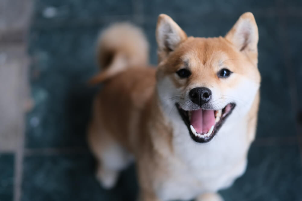 1カ月にかかる飼育費用は？