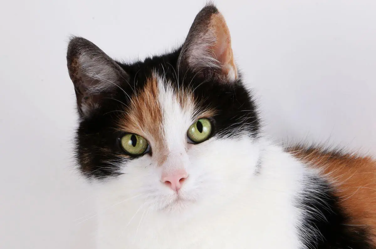 珍妙すぎるオス三毛猫、2等身の未確認生物になる The male calico 'Hihumi' turned the Cryptid. -  YouTube