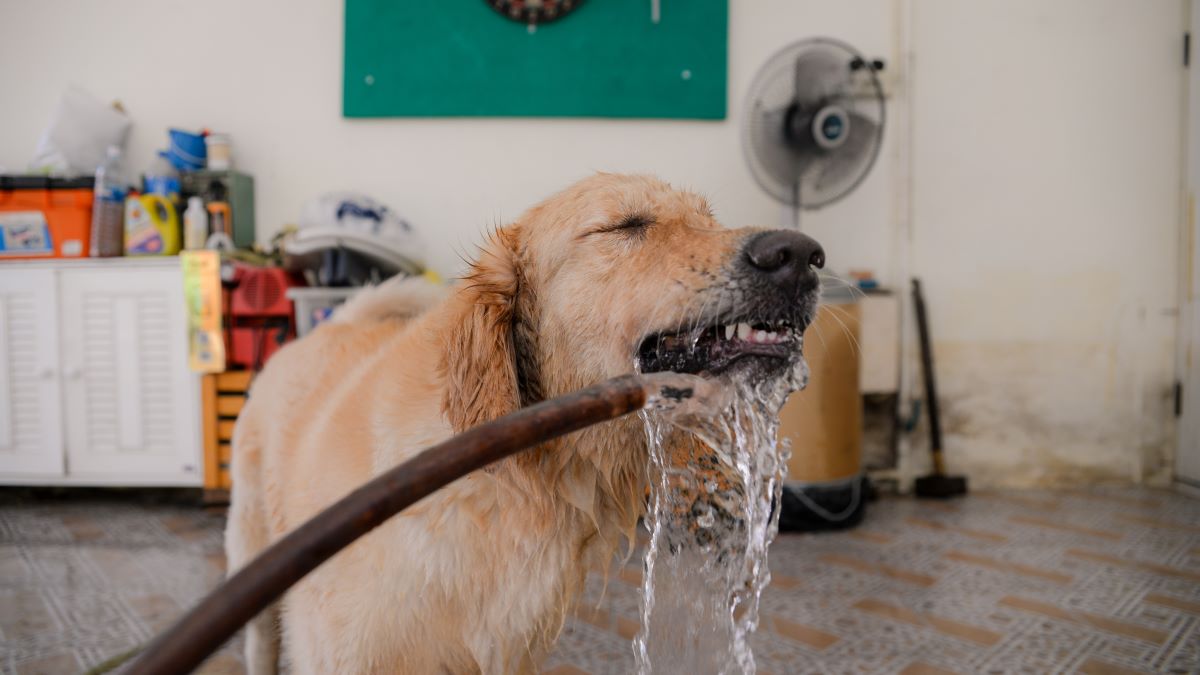 ゴールデン・レトリーバーなどの大型犬は熱中症に注意！危険な症状や予防法、治療費について解説