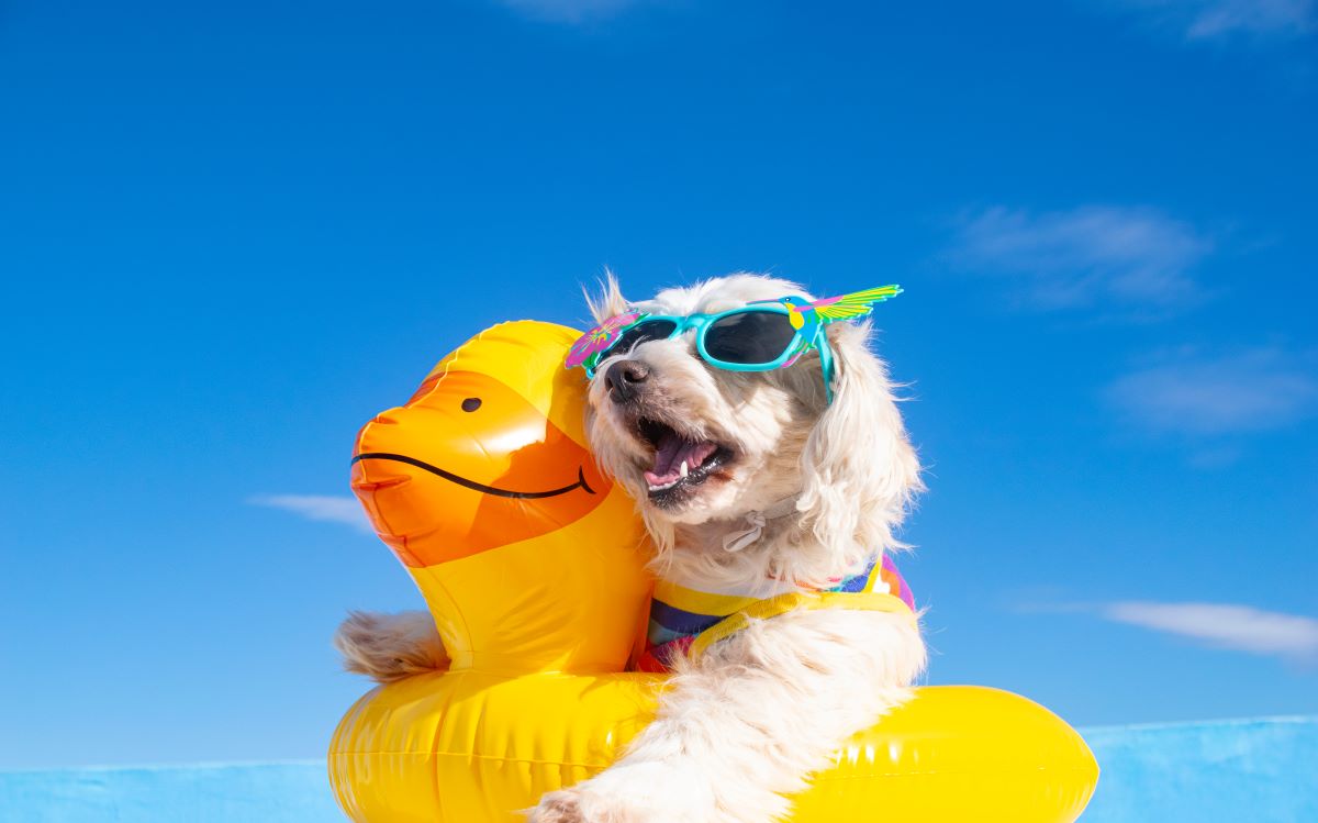 【獣医師監修】犬の暑さ対策はどうする？日本の夏を快適に過ごす方法