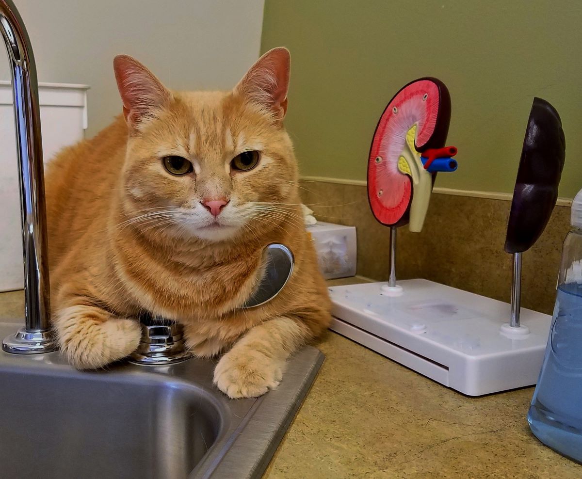 【獣医師監修】猫に多い腎臓病の原因や症状、予防と治療について学ぼう