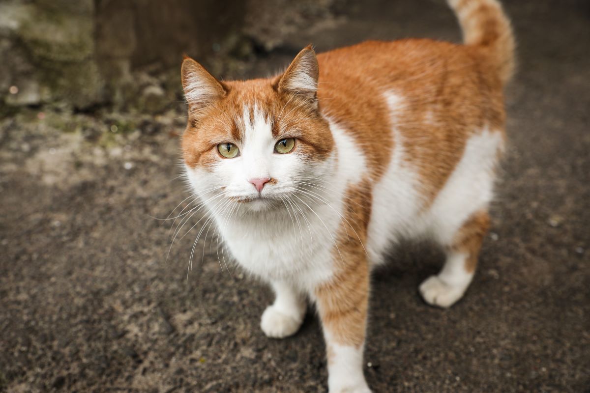 【獣医師監修】野良猫を保護して飼う方法や手順、注意点は？お迎えした後のよくあるトラブルも紹介