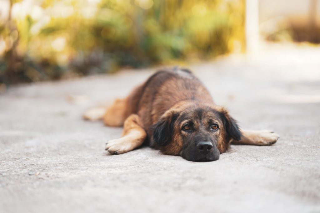 【獣医師監修】愛犬を夏バテから守ろう！夏バテの原因・症状・予防方法を解説