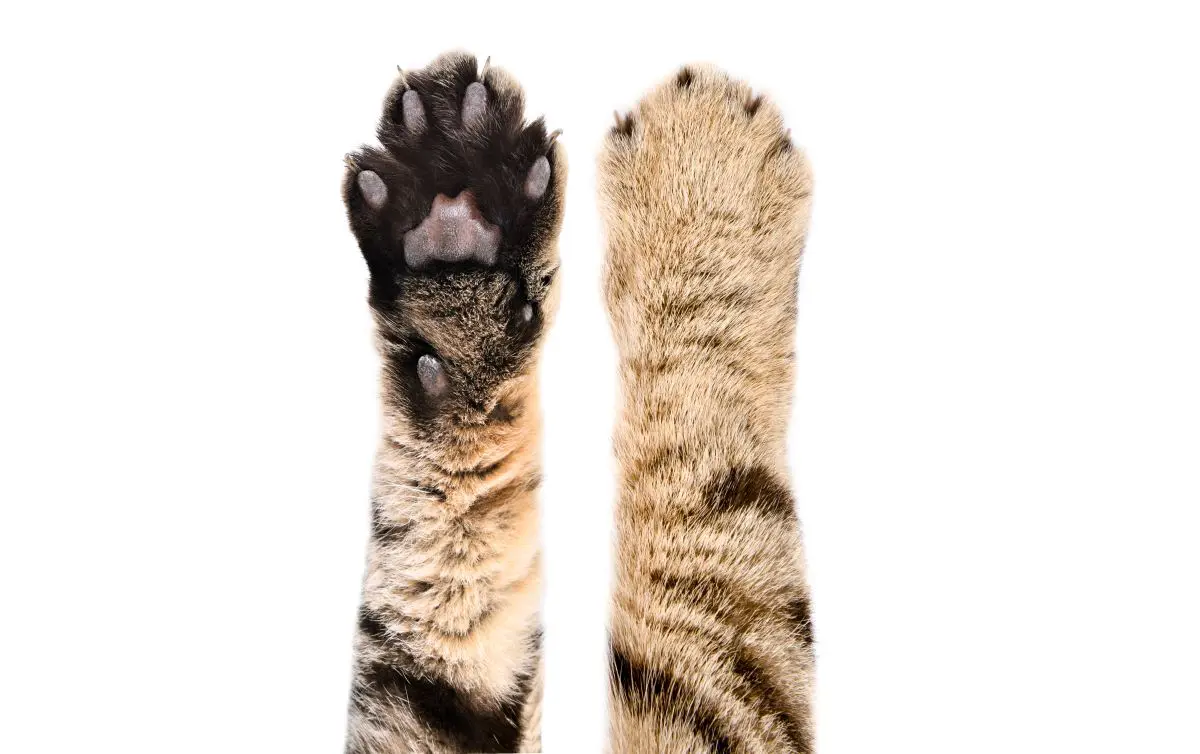 獣医師監修】猫の肉球には大きな役割がある！？ぷにぷに可愛い肉球の