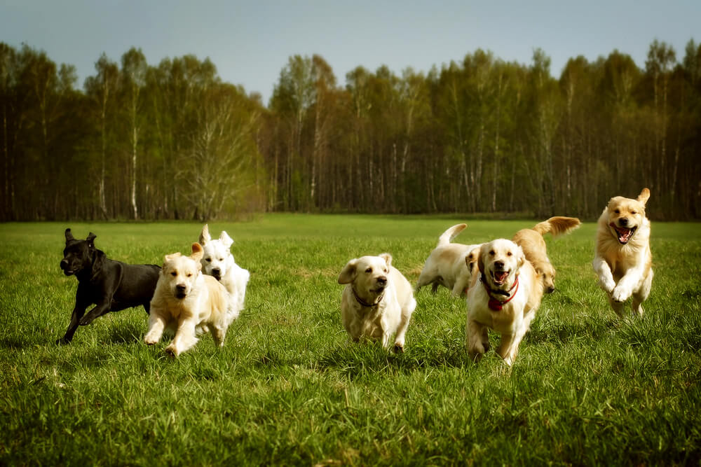 犬の危険な熱中症の症状とは？