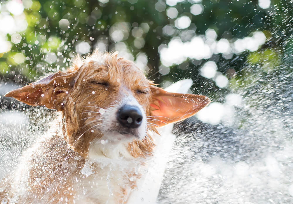 犬の夏バテの症状と対処方法