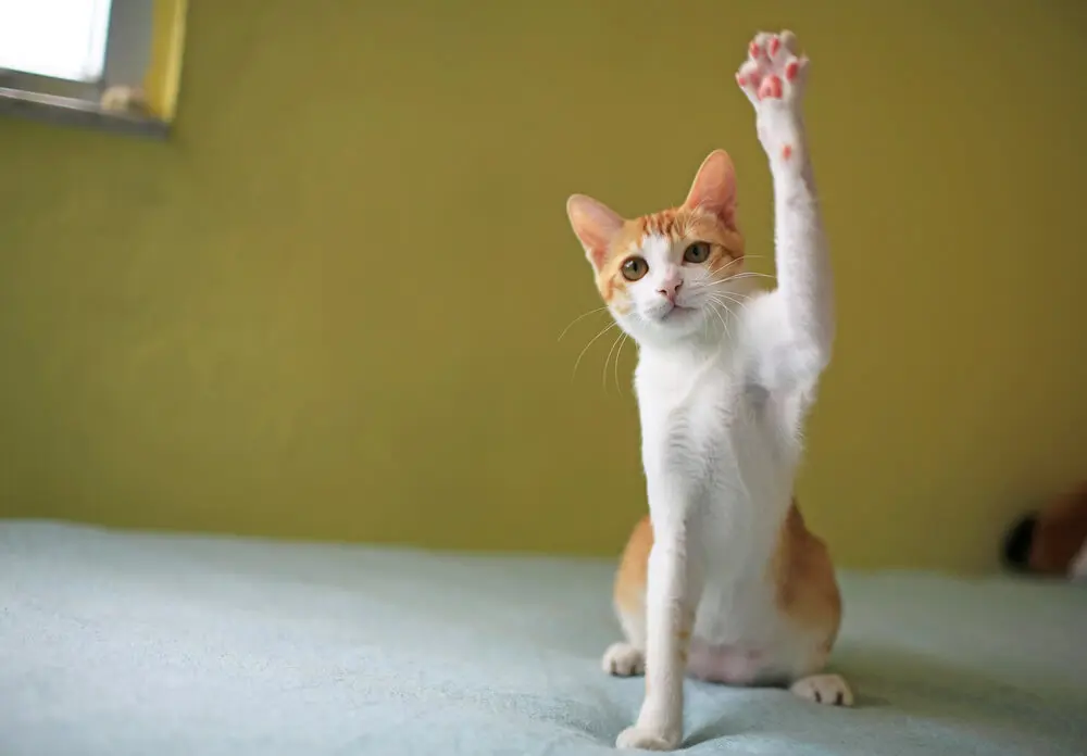 猫の肉球様専用 あの猫（こ）とおそろい！? プニプニ肉球の香り