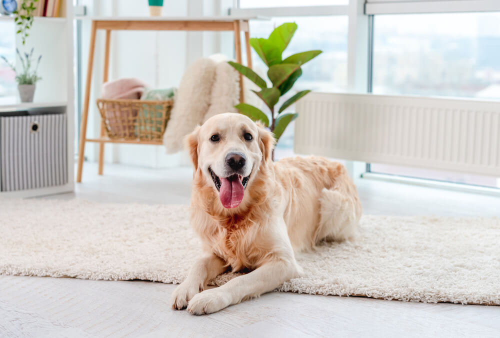 大型犬を熱中症にさせないためのポイント