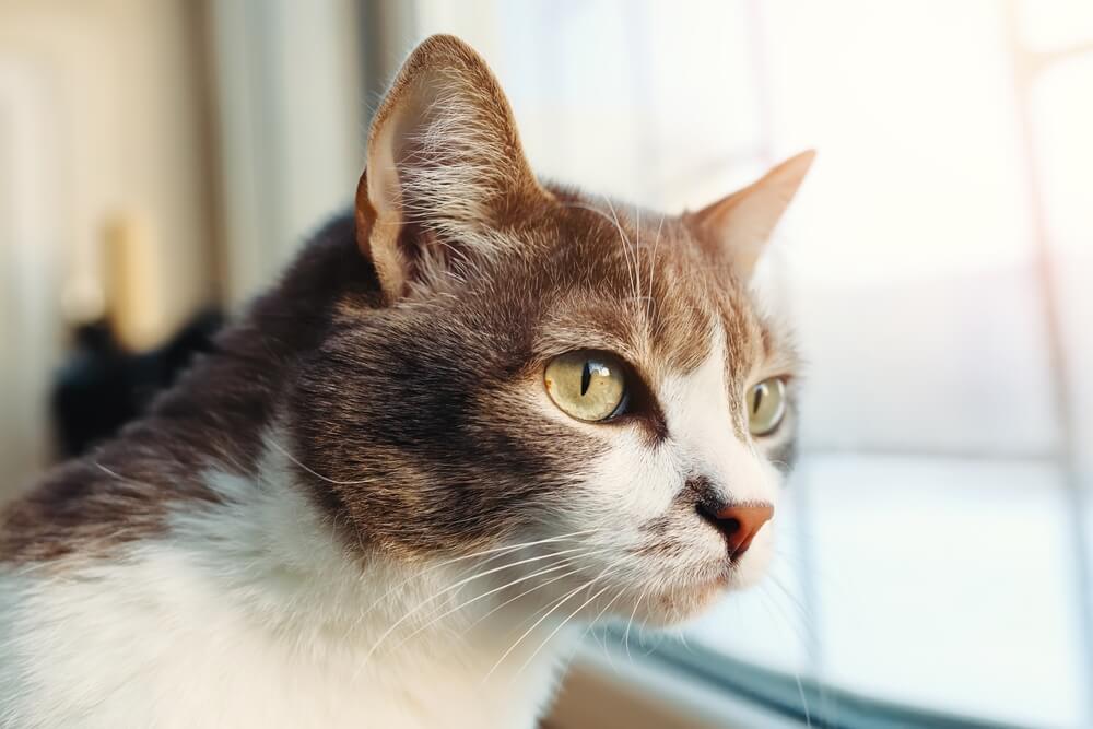 野良猫をお家にお迎えした後によくあるトラブル