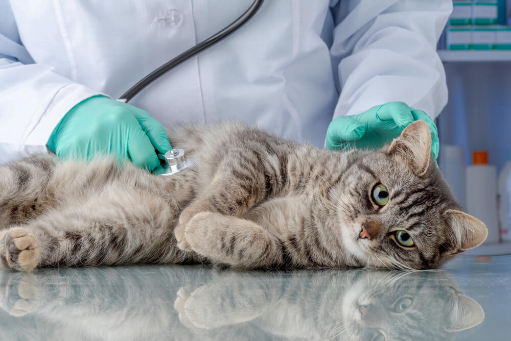 猫の腎臓病の予防方法は？