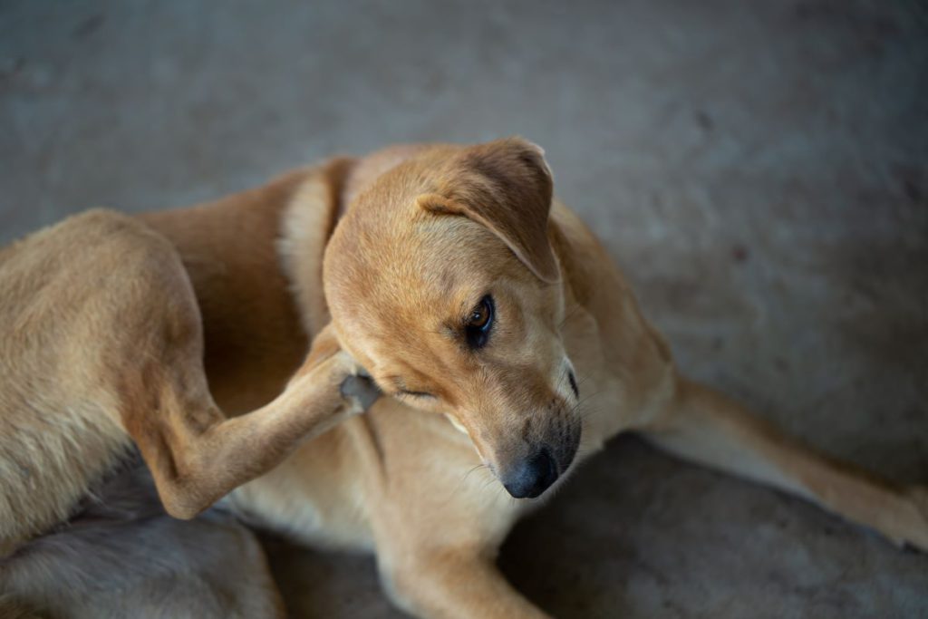 【獣医師監修】犬の耳ダニってなに？症状や予防、治療法を解説