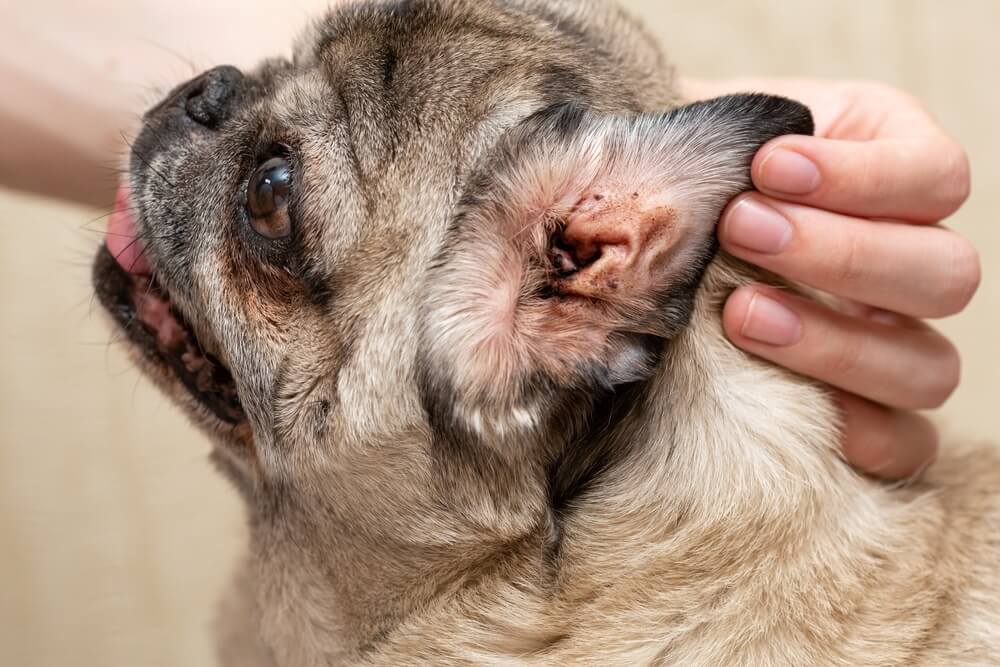 犬の耳ダニ症の症状とは？