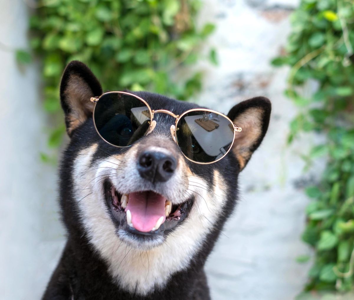 柴犬の熱中症対策とは？夏の危険な症状や予防法、治療費について解説