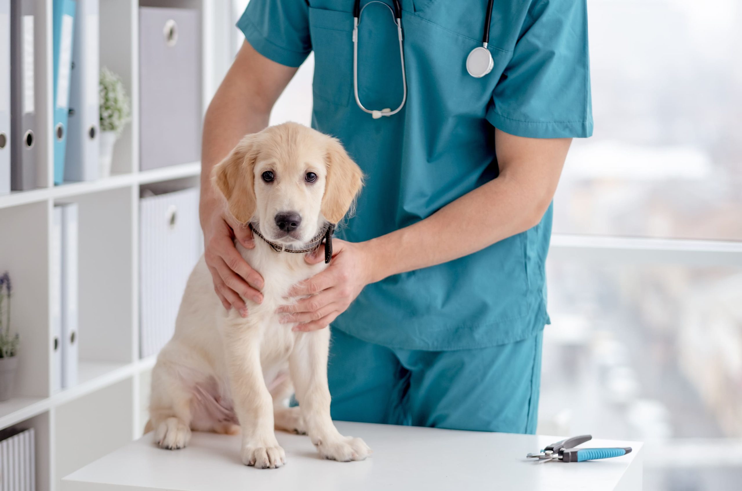 ペット保険でヘルニアは補償される？症状や原因、一般的な治療費を解説