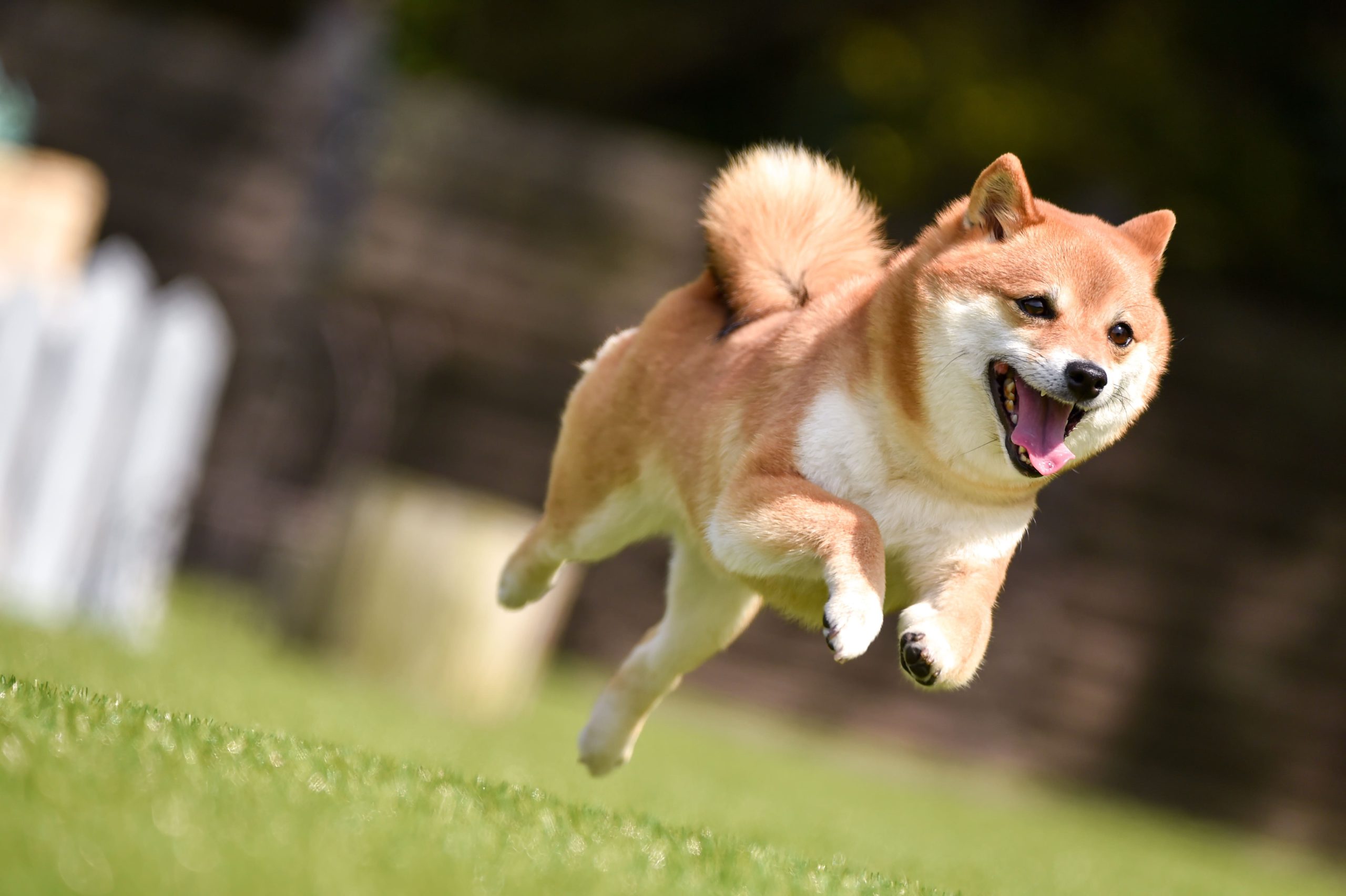 中型犬でもペット保険は必要！懸念される病気やケガ、保険の選び方を解説