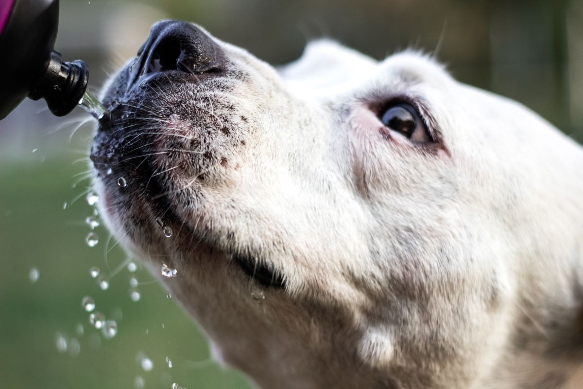 【獣医師監修】犬の熱中症の症状は？応急処置のやり方と予防策