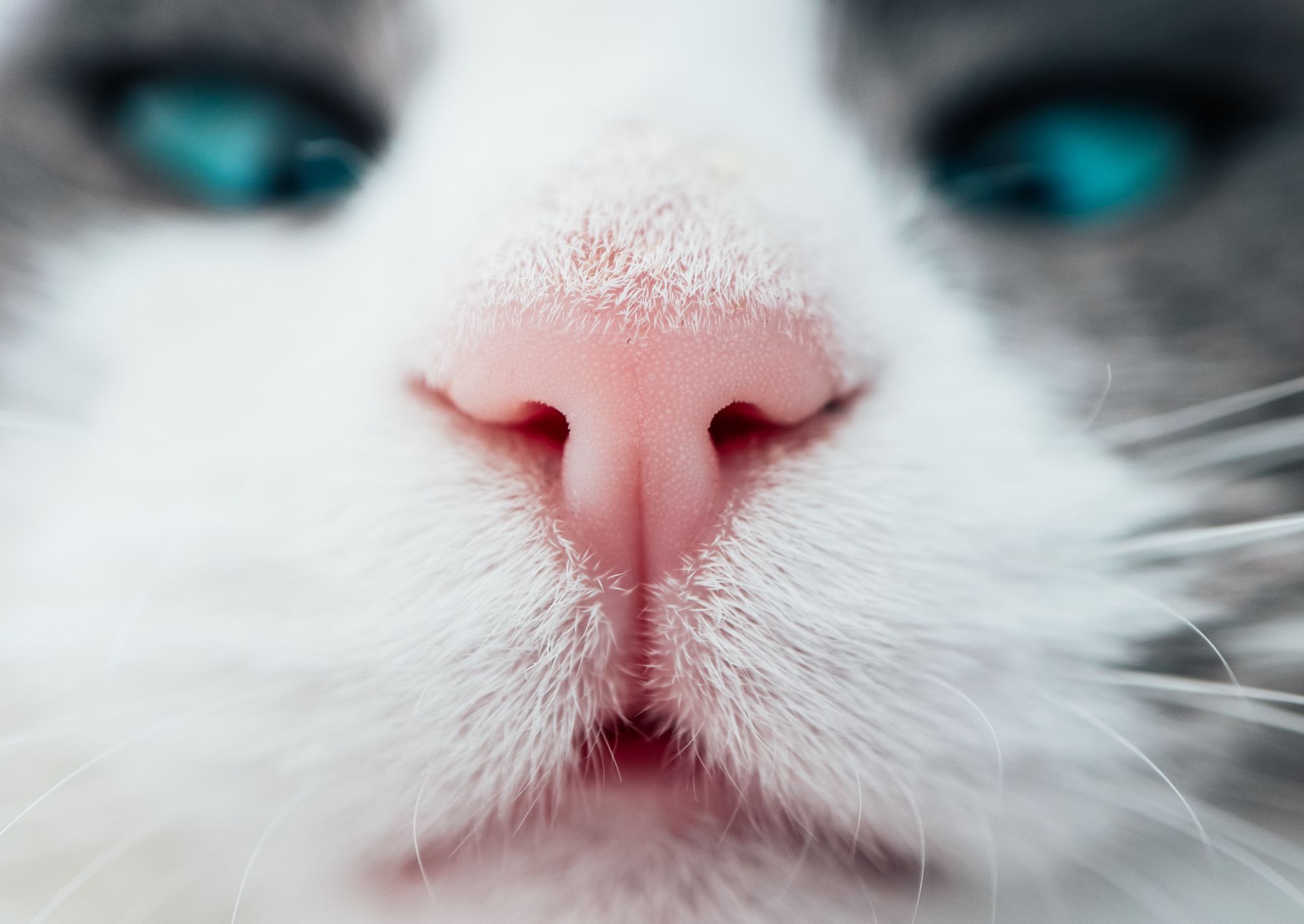 【獣医師監修】猫の鼻血は病気のサイン？鼻血が出たときの対処法と原因、治療について解説
