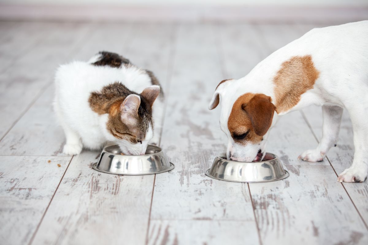 【獣医師監修】犬や猫の市販フードにトッピングをする際に気を付けたい食材～煮干し・海藻・青魚編～