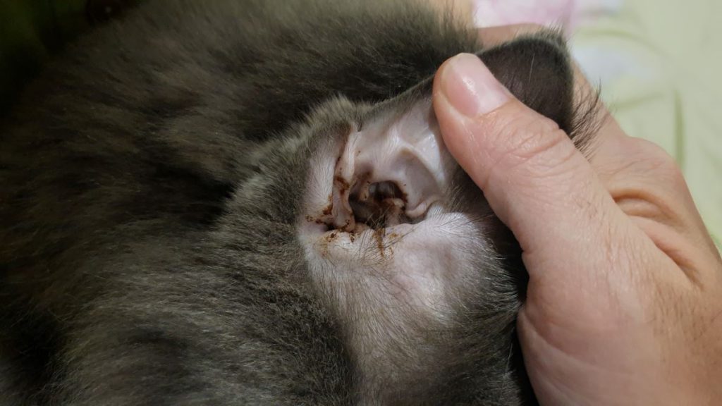【獣医師監修】猫が耳を激しくかゆがるときは耳ダニかも？症状や予防、治療法について解説
