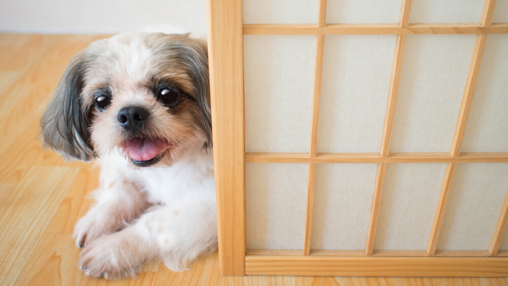 犬の危険な熱中症の症状とは？