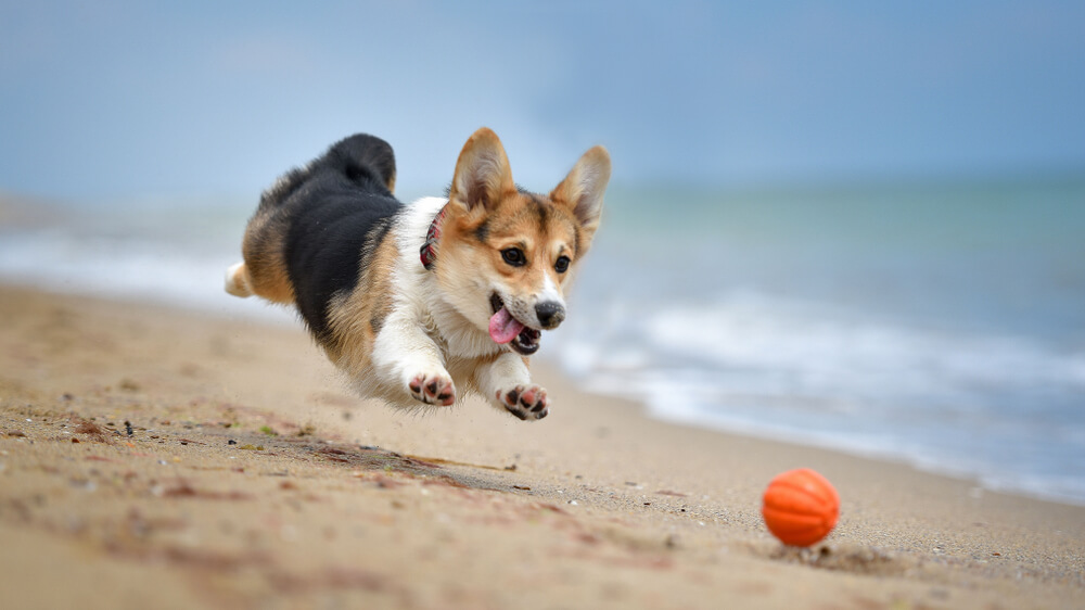 犬の危険な熱中症の症状とは？