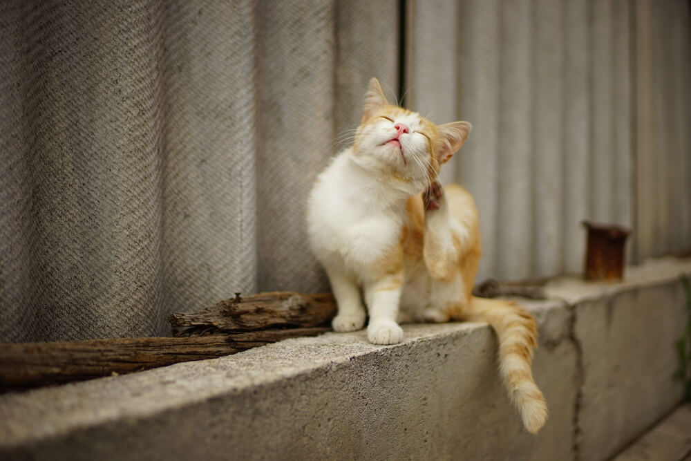 猫の耳ダニの症状は？