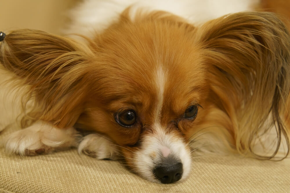 犬の危険な熱中症の症状とは？