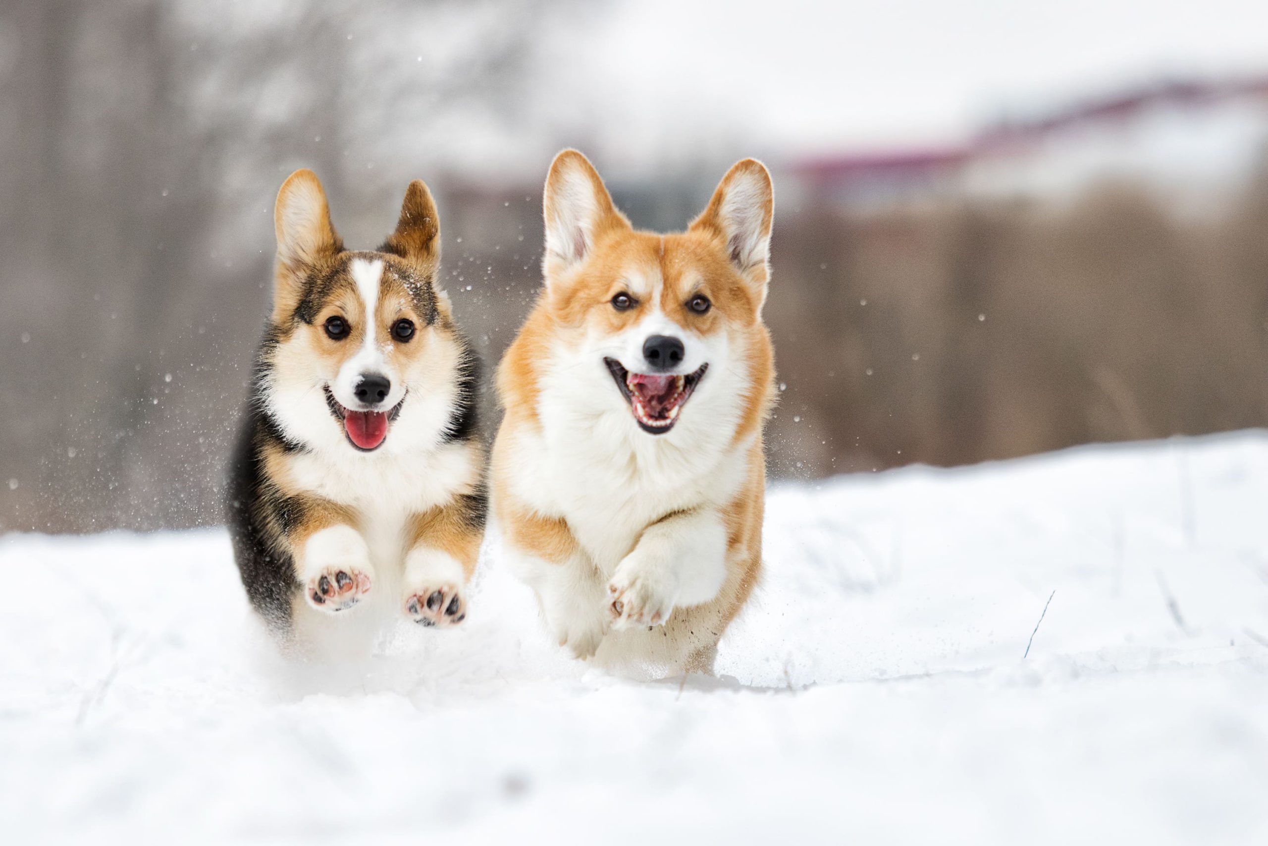 中型犬とは