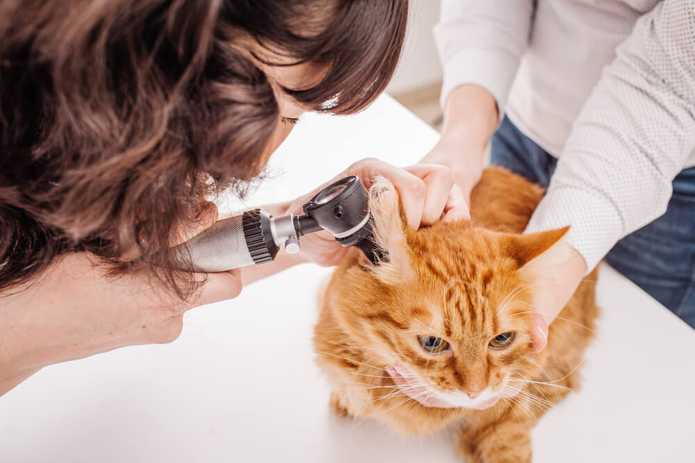 猫の耳ダニ症の検査法や治療方法は？