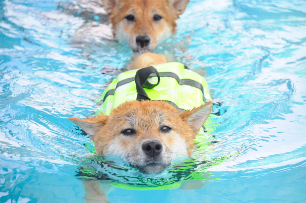 柴犬を熱中症にさせないためのポイント