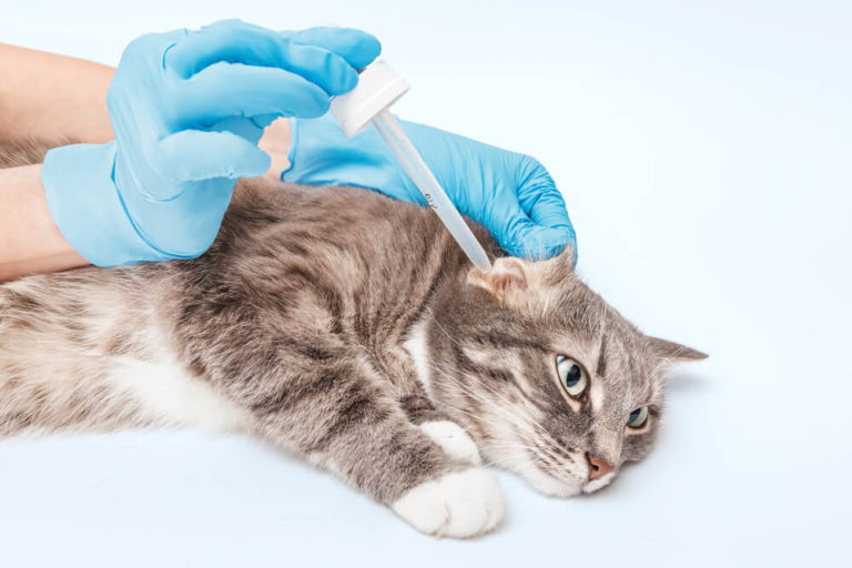 【獣医師監修】猫が耳を激しくかゆがるときは耳ダニかも？症状や予防、治療法について解説 ペットニュースストレージ(ペット保険のペット&ファミリー損保)